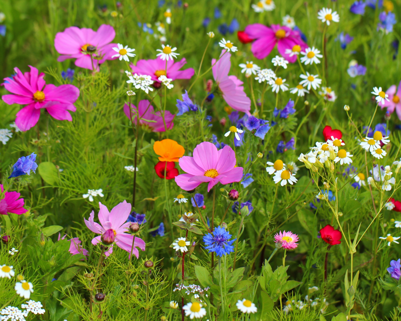 Breckenridge Wildflower Week events for Friday July 10, 2026
